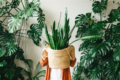 theplantfam|The Plant Fam (@theplantfam